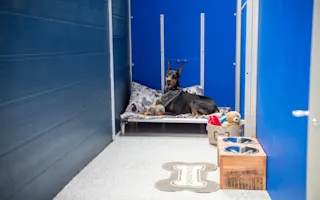 Classic Suite image from K9s Only’s boarding page