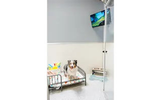 King Luxury Suite from K9s Only’s boarding page