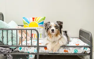 Luxury Suite from K9s Only’s boarding page